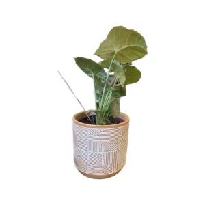 Assorted Foliage with Petite Lino Pot