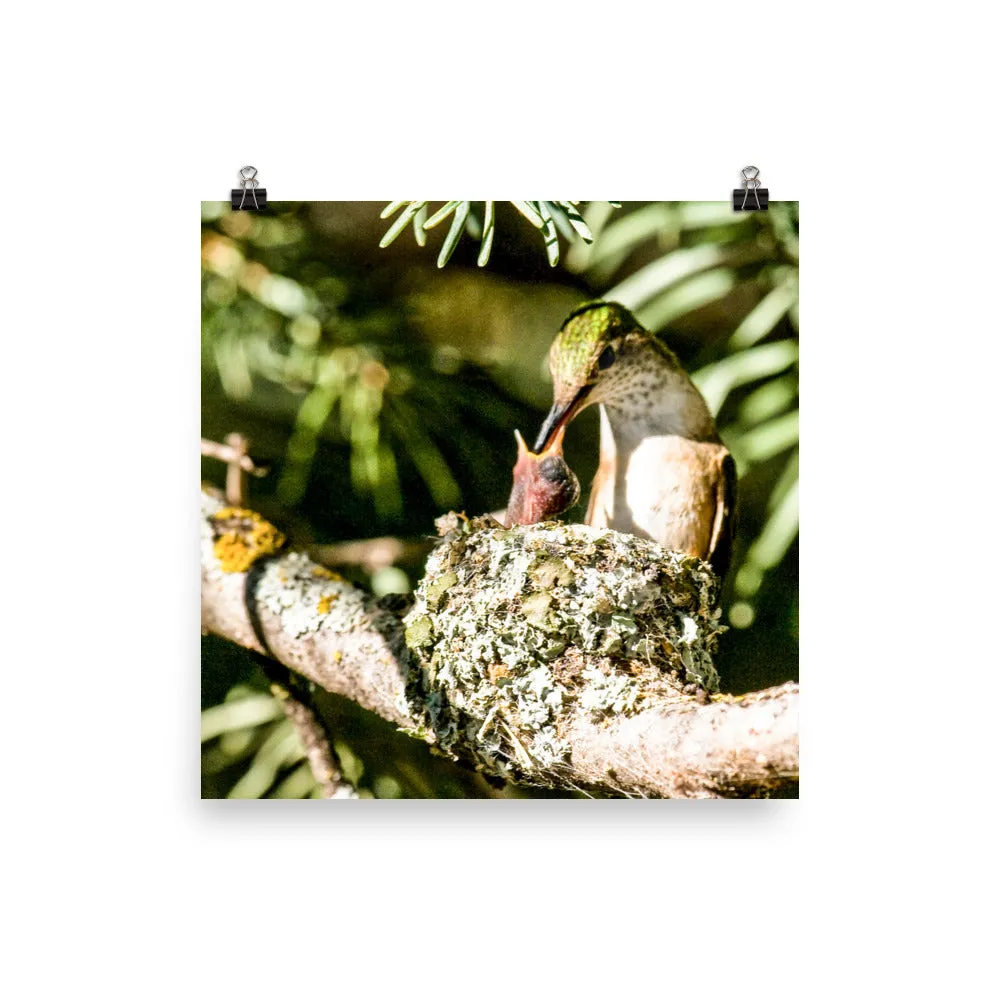 Broad-tailed Hummingbird female feeding hatchings at nest - print