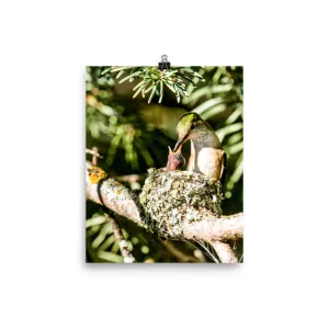 Broad-tailed Hummingbird female feeding hatchings at nest - print