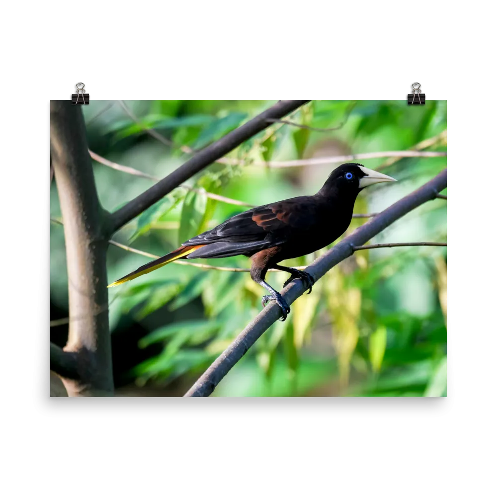 Crested Oropendola - print