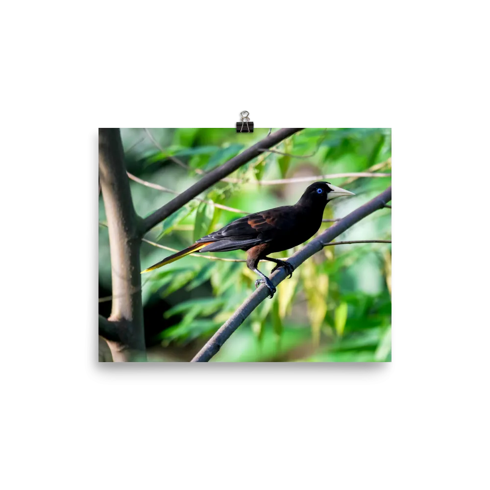 Crested Oropendola - print