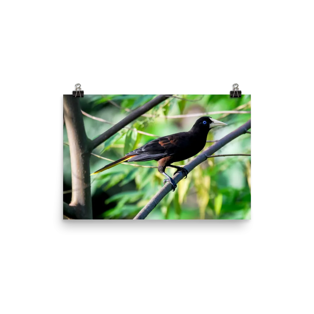 Crested Oropendola - print