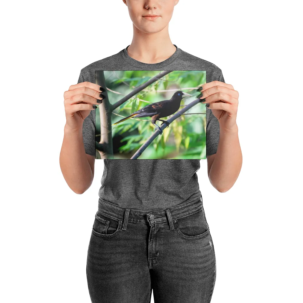 Crested Oropendola - print