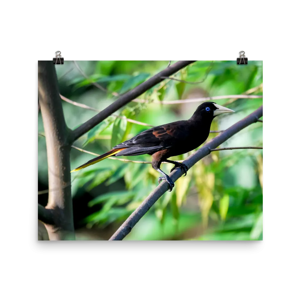 Crested Oropendola - print