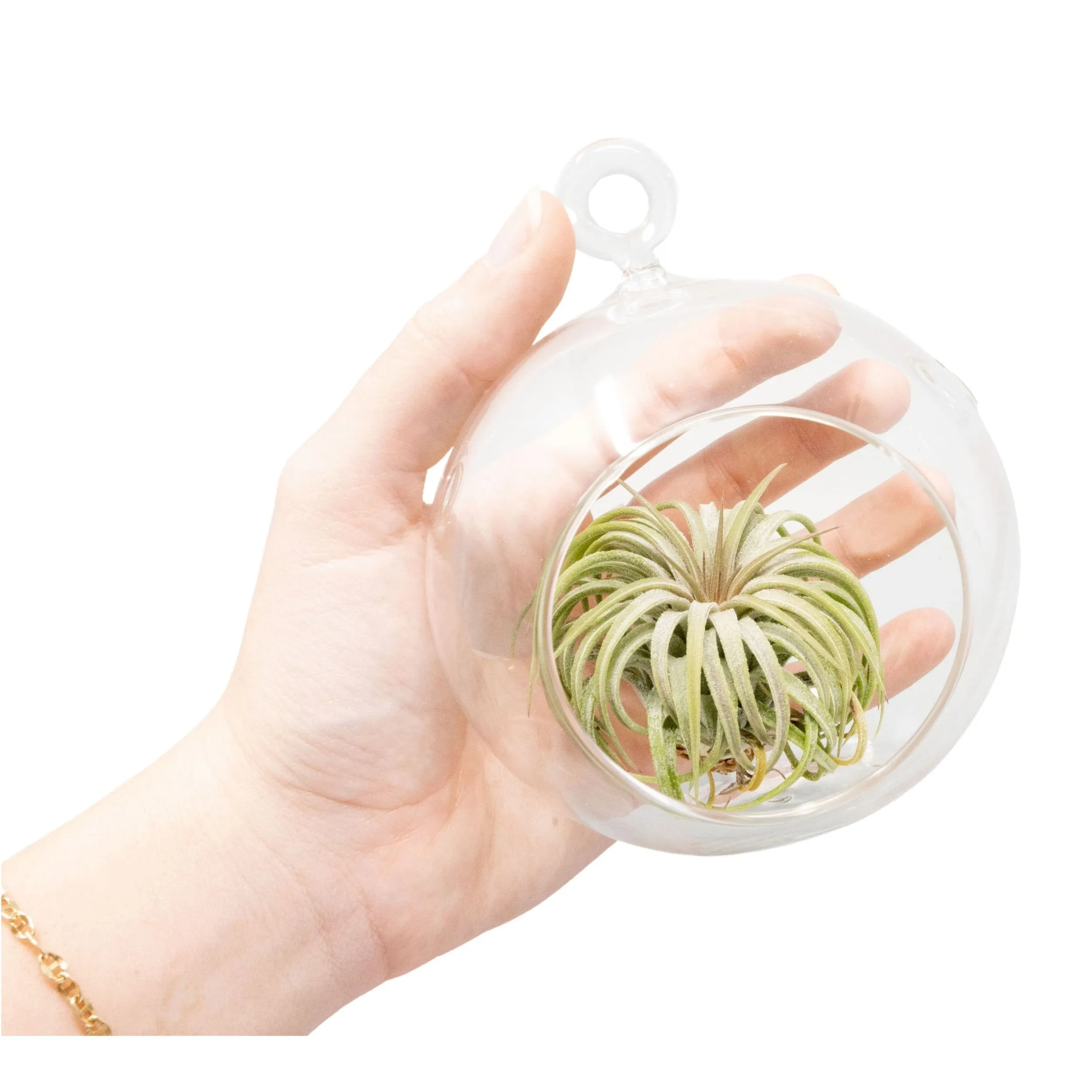 Hanging Globe Terrarium with Flat Bottom