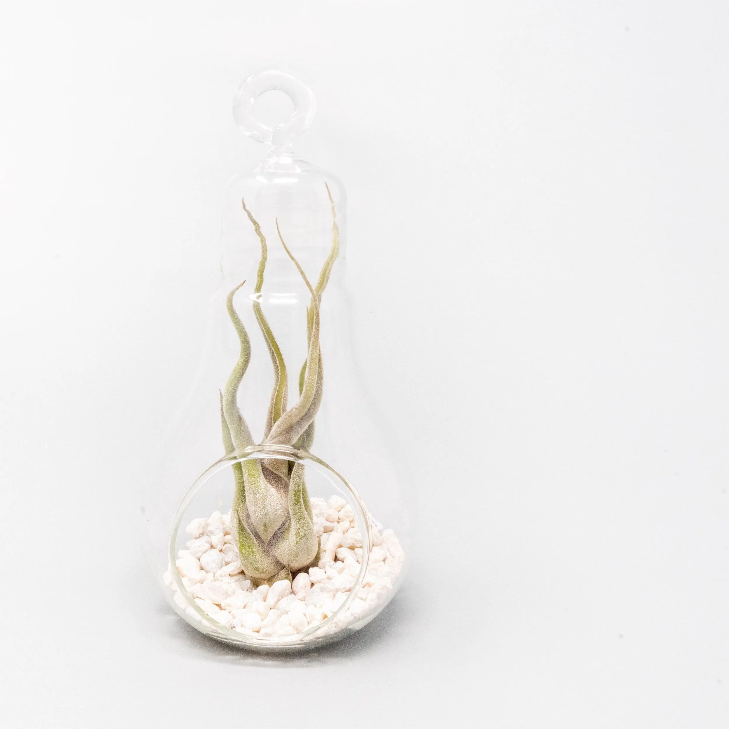 Hanging Light Bulb Terrarium with Crushed White Stones and Tillandsia Air Plant