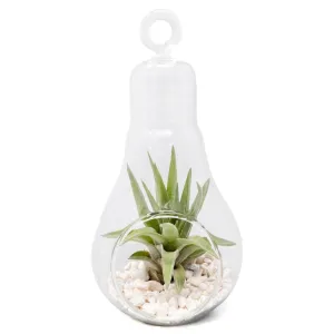 Hanging Light Bulb Terrarium with Crushed White Stones and Tillandsia Air Plant