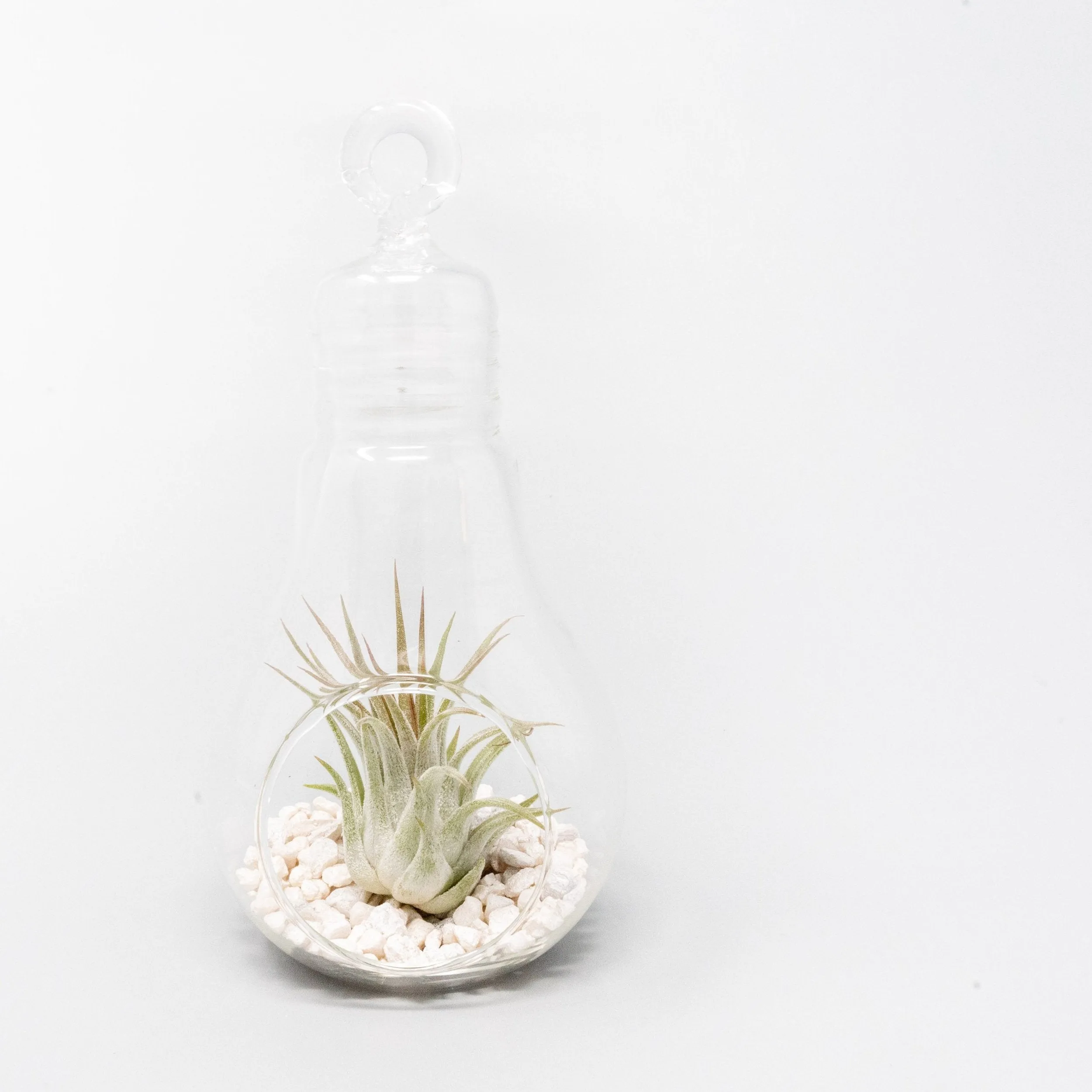 Hanging Light Bulb Terrarium with Crushed White Stones and Tillandsia Air Plant