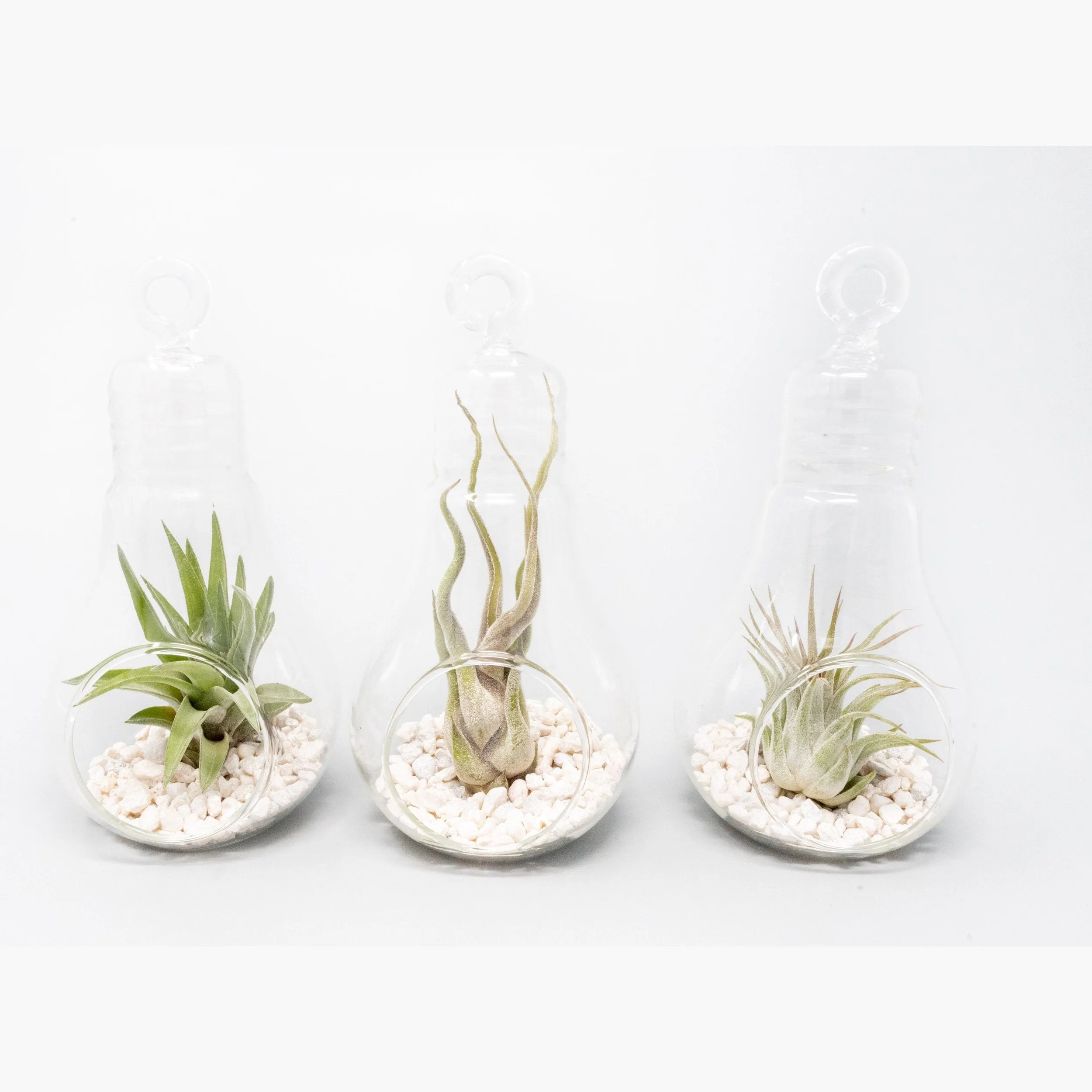 Hanging Light Bulb Terrarium with Crushed White Stones and Tillandsia Air Plant