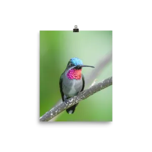 Long-billed Starthroat - print