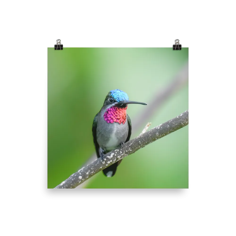 Long-billed Starthroat - print