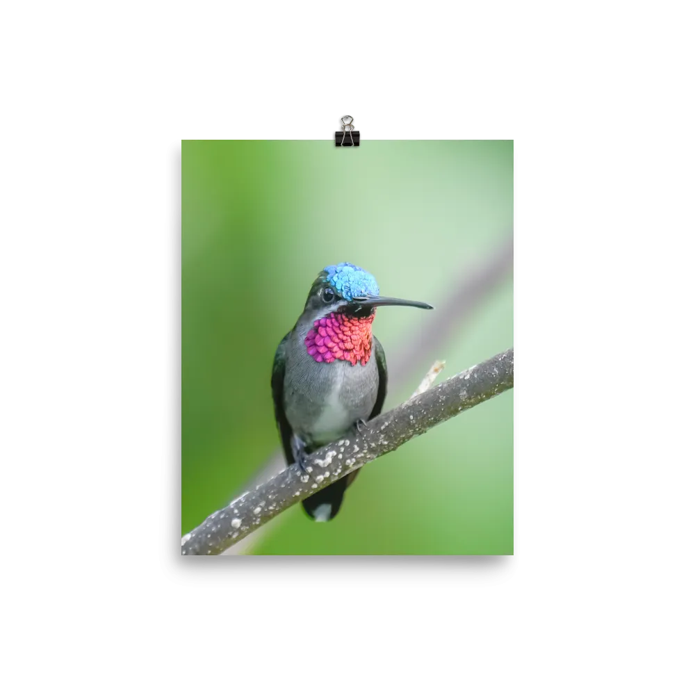 Long-billed Starthroat - print