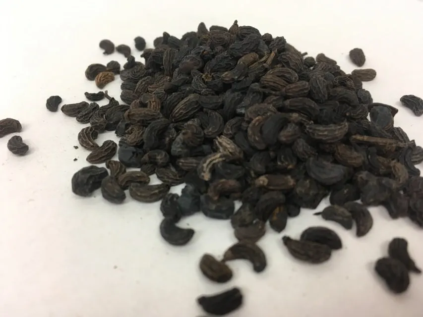 Nu Zhen Zi - Glossy Privet Fruit