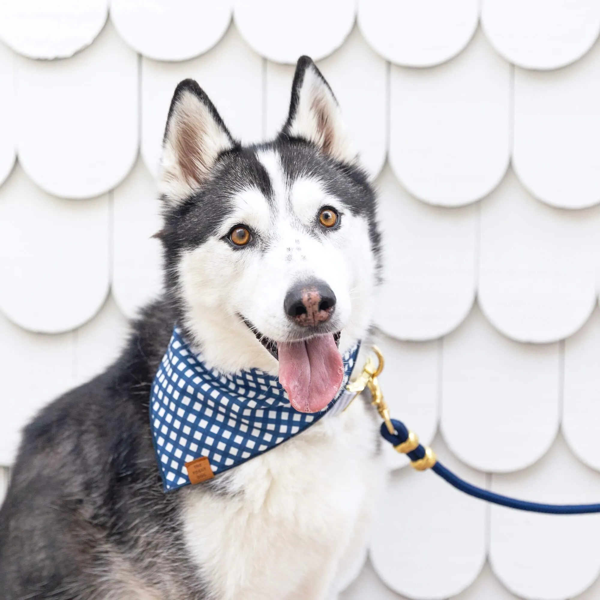 Ocean Marine Rope Dog Leash: Petite 5 Feet