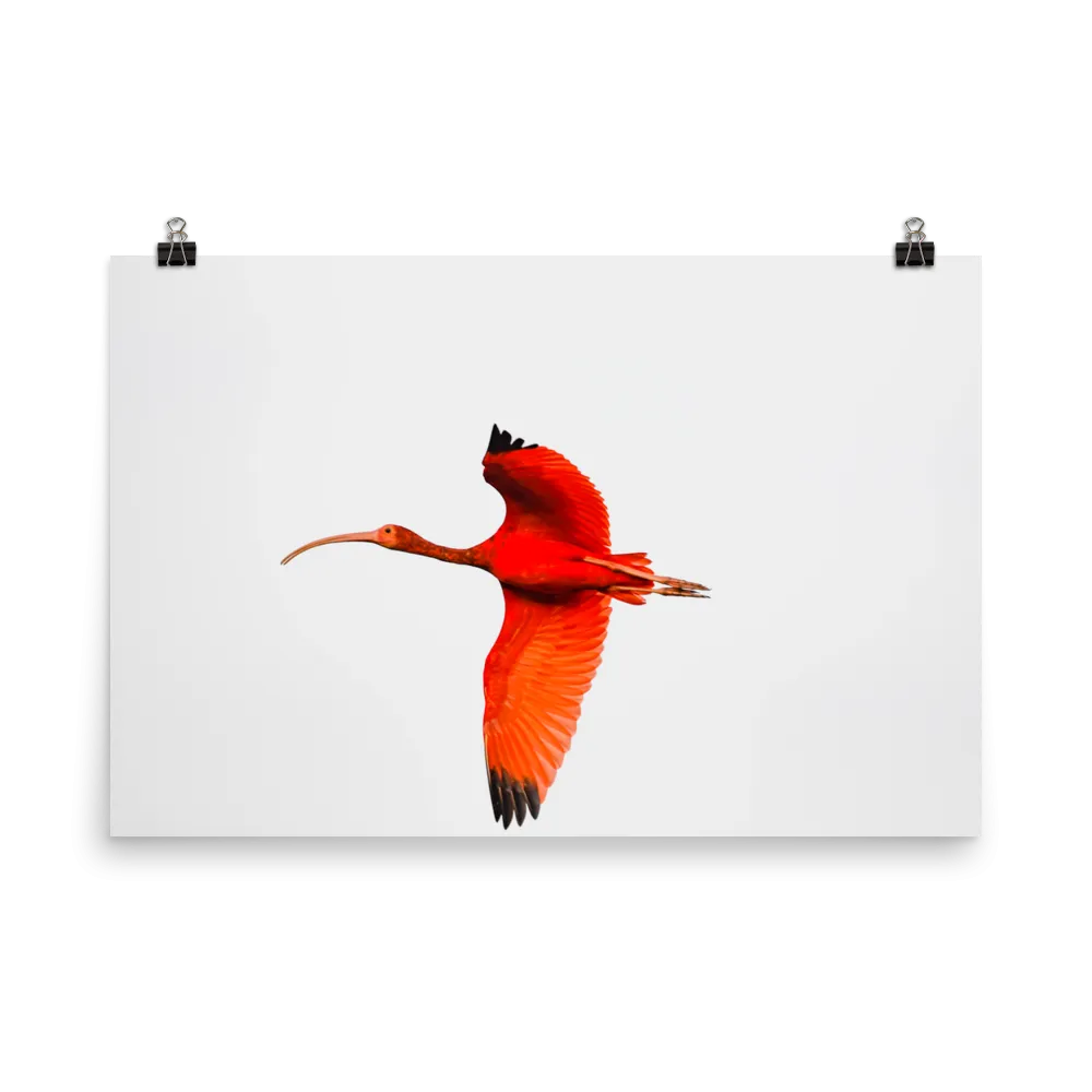 Scarlet Ibis flying to roost - print