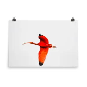 Scarlet Ibis flying to roost - print