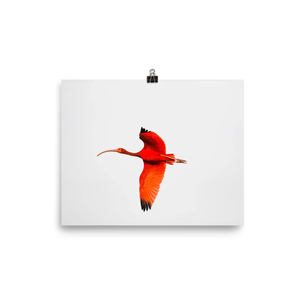 Scarlet Ibis flying to roost - print