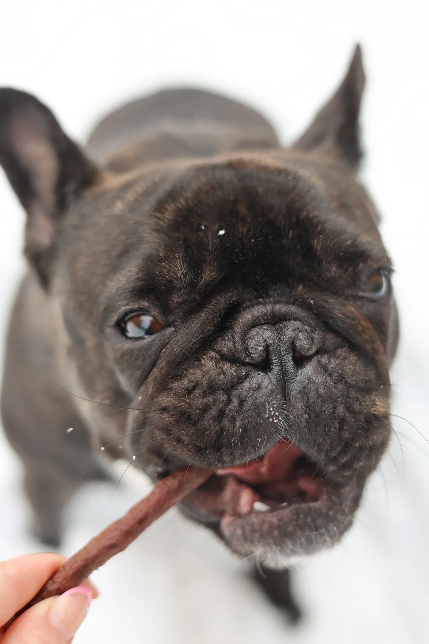Tilted Barn Canadian Bison Dog Treats